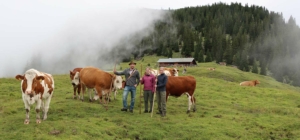 Kühe am Ferlhof in Krün - Urlaub auf dem Bauernhof