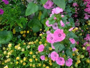 Kräutergarten Ferlhof Krün Alpenwelt Karwendel