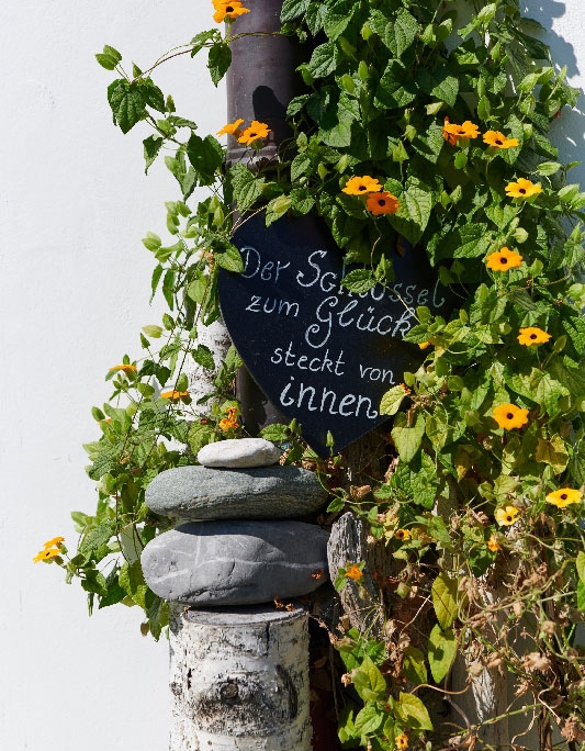 Schwarzäugige Susanne am Ferlhof