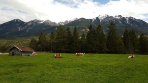 Das Jungvieh auf der Weide des Ferlhof