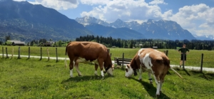 Ferlhof - Kühe auf der Weide