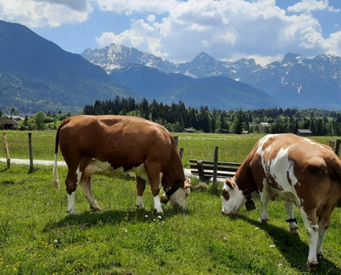 Ferlhof - Kühe auf der Weide