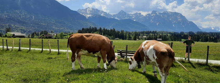 Ferlhof - Kühe auf der Weide