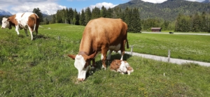 Ferlhof - Kühe auf der Weide