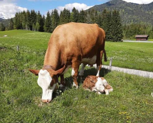 Ferlhof - Kühe auf der Weide