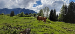 Ferlhof - Kühe auf der Weide