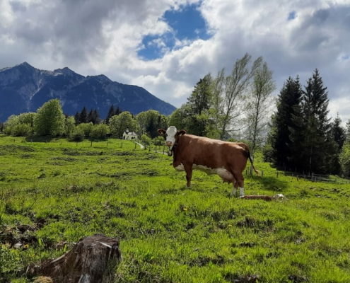 Ferlhof - Kühe auf der Weide