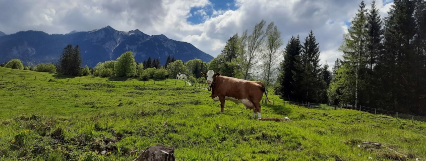 Ferlhof - Kühe auf der Weide