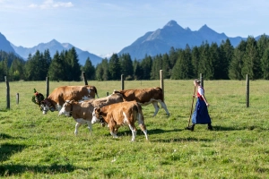 Paulina beim Almabtrieb