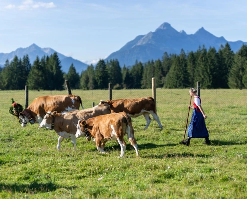 Paulina beim Almabtrieb