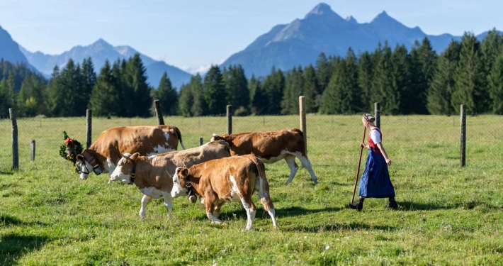 Paulina beim Almabtrieb